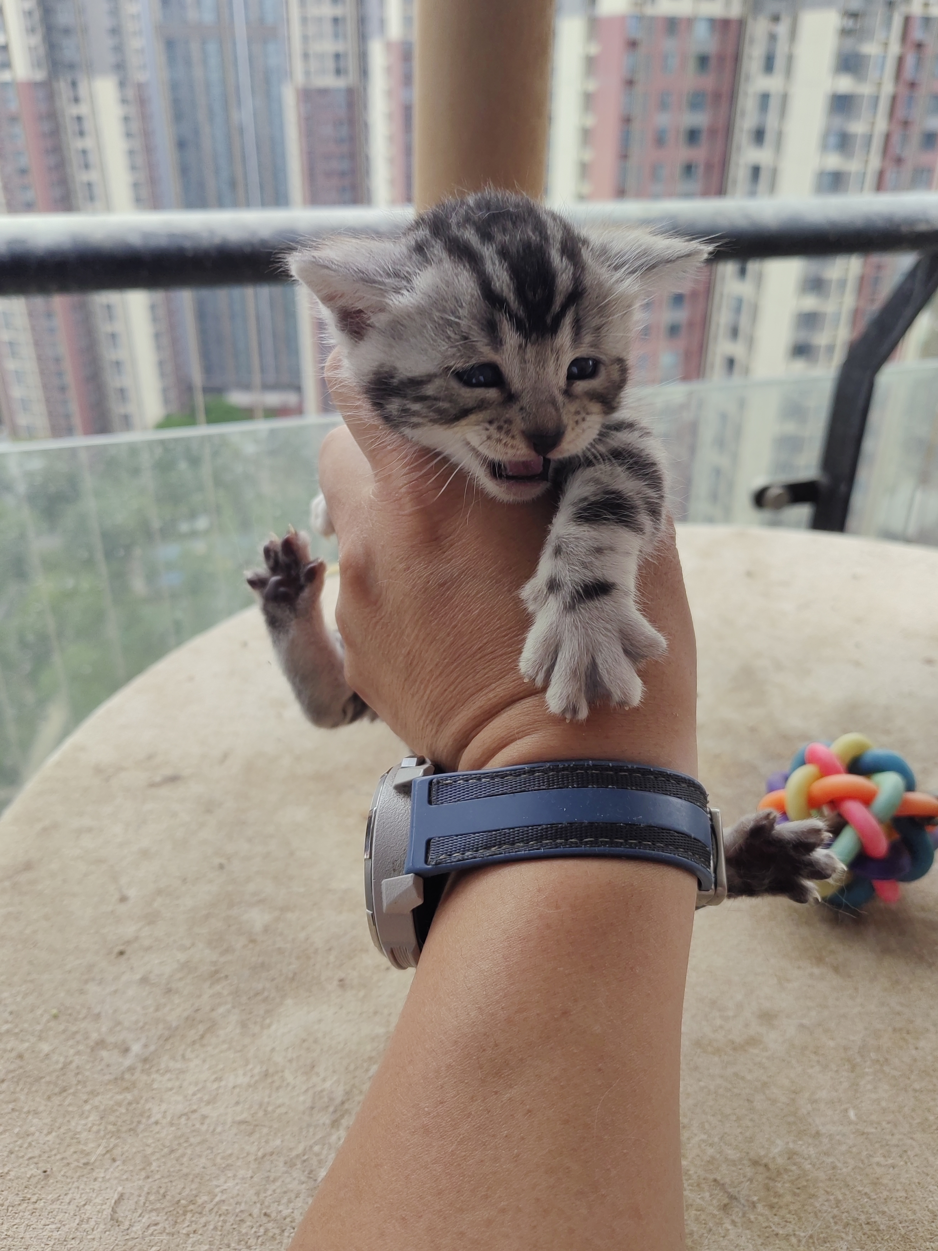 银色豹猫